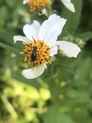 Trigonidium cicindeloides