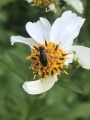 Trigonidium cicindeloides