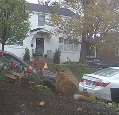 Vulpes vulpes fulvus