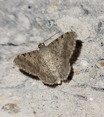 Frederickia nigricomma