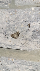 Frederickia nigricomma