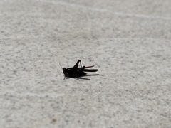 Tetriginae