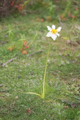 Narcissus