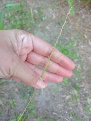 Sporobolus compositus