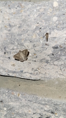 Frederickia nigricomma