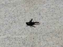 Tetriginae