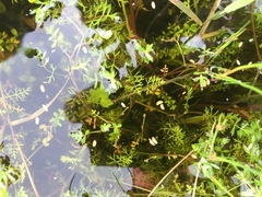 Helosciadium inundatum