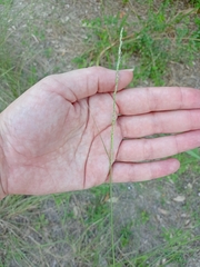 Sporobolus compositus