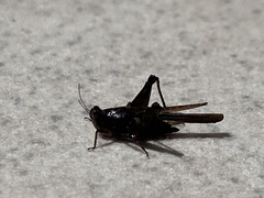 Tetriginae