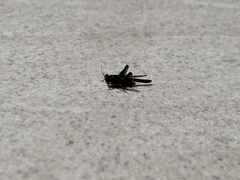 Tetriginae