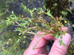 Helosciadium inundatum