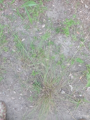 Sporobolus compositus