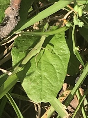 Atractomorpha lata