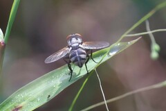 Gymnoclytia