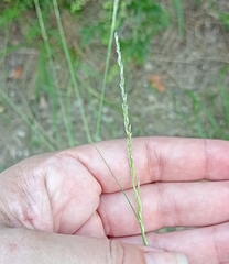 Sporobolus compositus