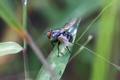 Gymnoclytia