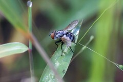 Gymnoclytia
