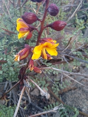 Erythrostemon angulatus