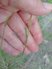 Sporobolus compositus