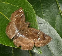 Quadrus cerialis