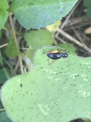 Trigonidium cicindeloides