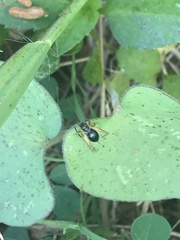 Trigonidium cicindeloides