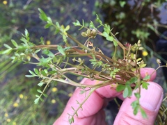 Helosciadium inundatum