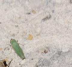 Xyphon reticulatum