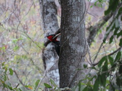 Campephilus leucopogon