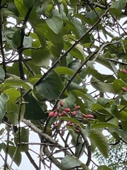 Viburnum macrocephalum