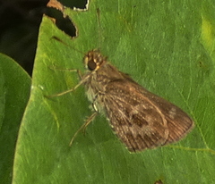 Hesperiinae