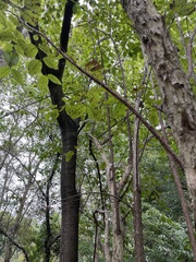 Cornus officinalis