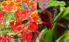 Papilio menatius morelius