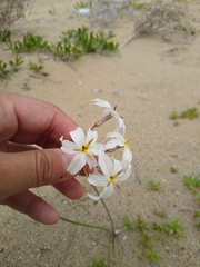 Leucocoryne appendiculata