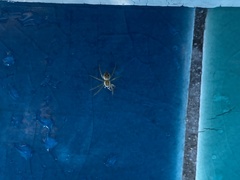 Araneae