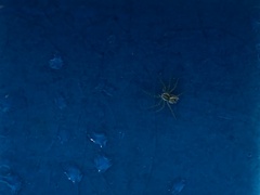 Araneae