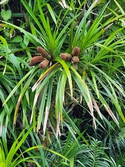 Freycinetia