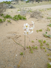Leucocoryne appendiculata