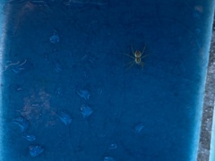 Araneae