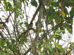 Microspingus melanoleucus