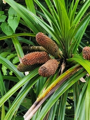 Freycinetia
