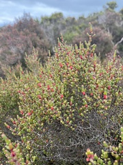 Tecticornia arbuscula