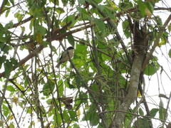 Microspingus melanoleucus