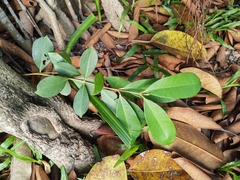 Syzygium cumini