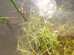 Isolepis fluitans