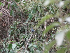 Microspingus melanoleucus