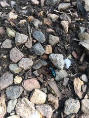 Diamma bicolor