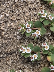 Euphorbia albomarginata