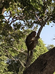 Macaca sinica