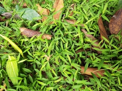 Oplismenus hirtellus